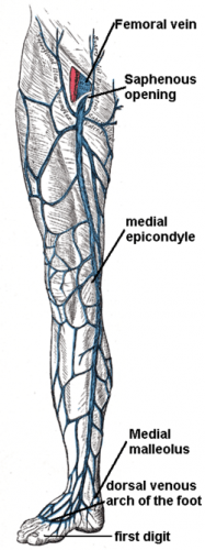 How To Care For Saphenous Vein Injuries In Dogs?