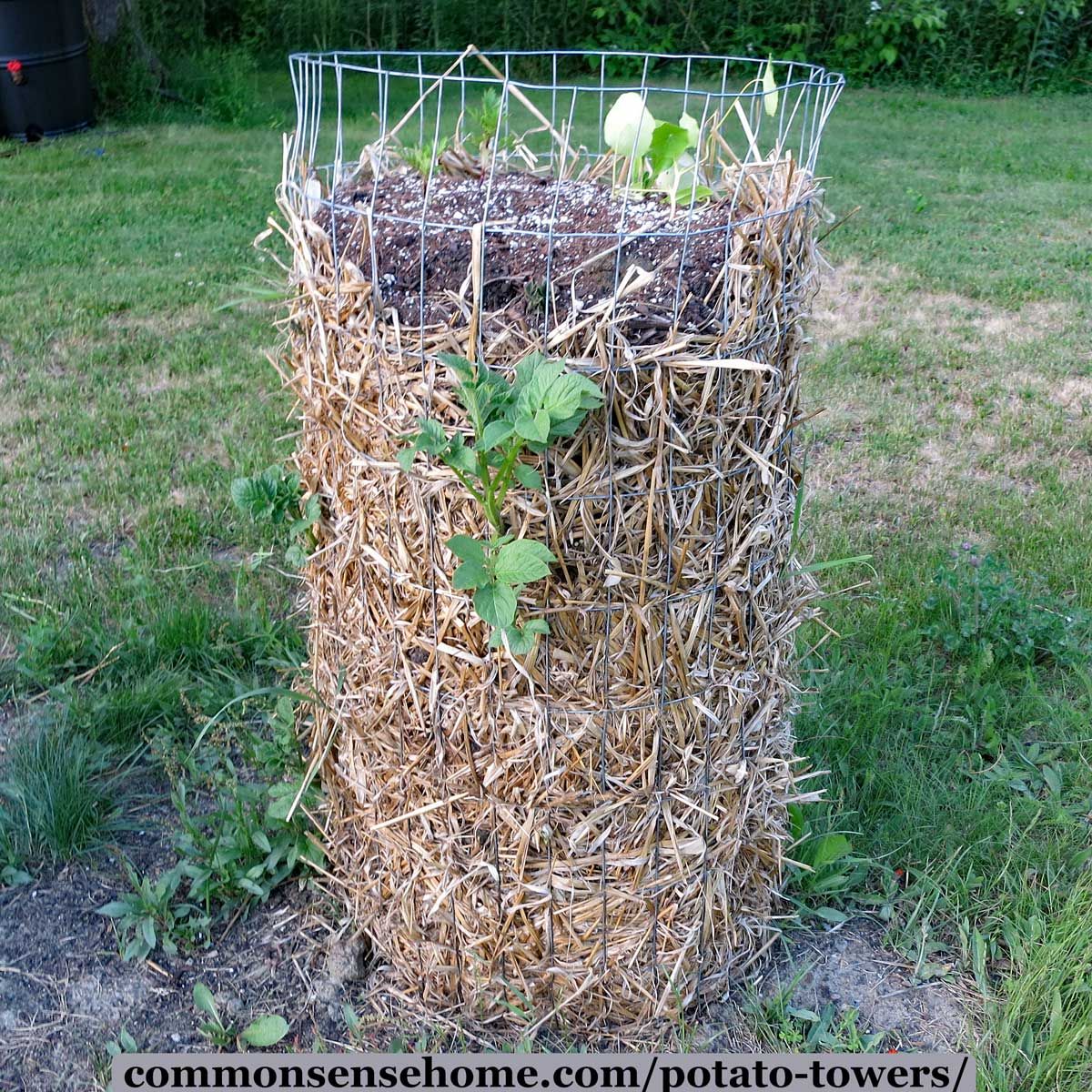 How To Do Vertical Potato Planting? Easy Harvest Tips
