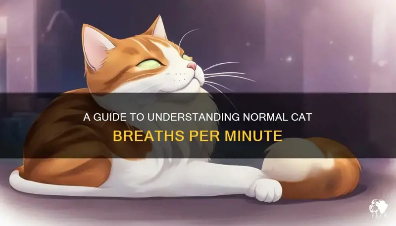 How To Help 40 Breaths Per Minute Cat? Easy Fixes