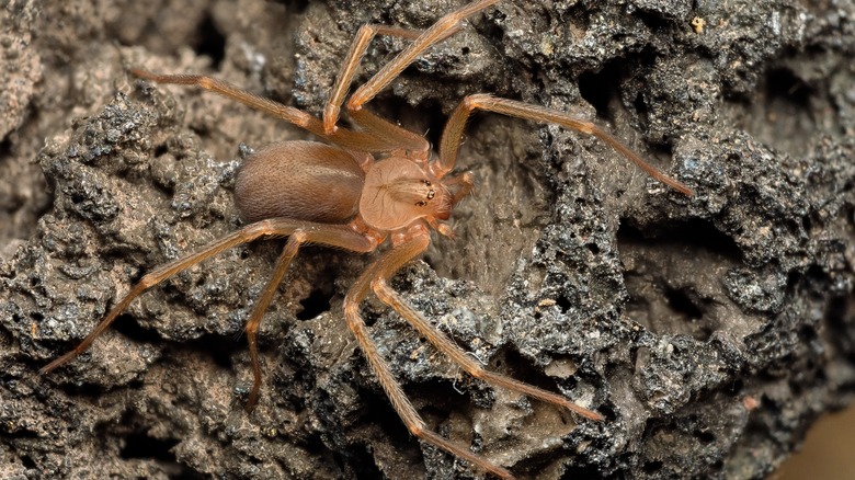 How To Identify Brown Recluse On Web? Safety Guide