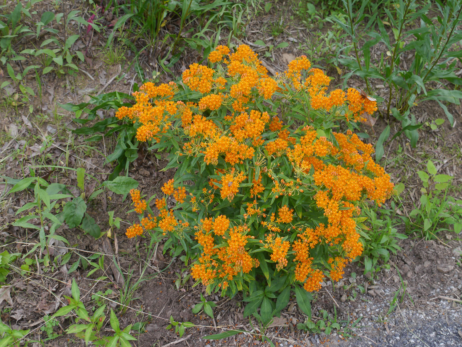How To Identify Weed Plant? Easy Recognition Tips