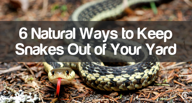 How To Keep Snakes Away? Easy Yard Tips