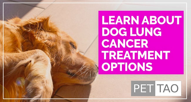 How To Treat Canine Lung Cancer Effectively?