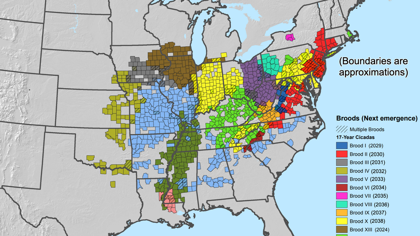 Indiana Cicada Map 2024: Emergence Dates Revealed