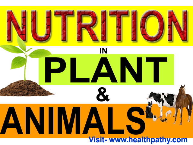 Introduction Nutrition In Plants And Animals Photosynhtesis Introduction Nutrition In Plants And Animals Photosynhtesis