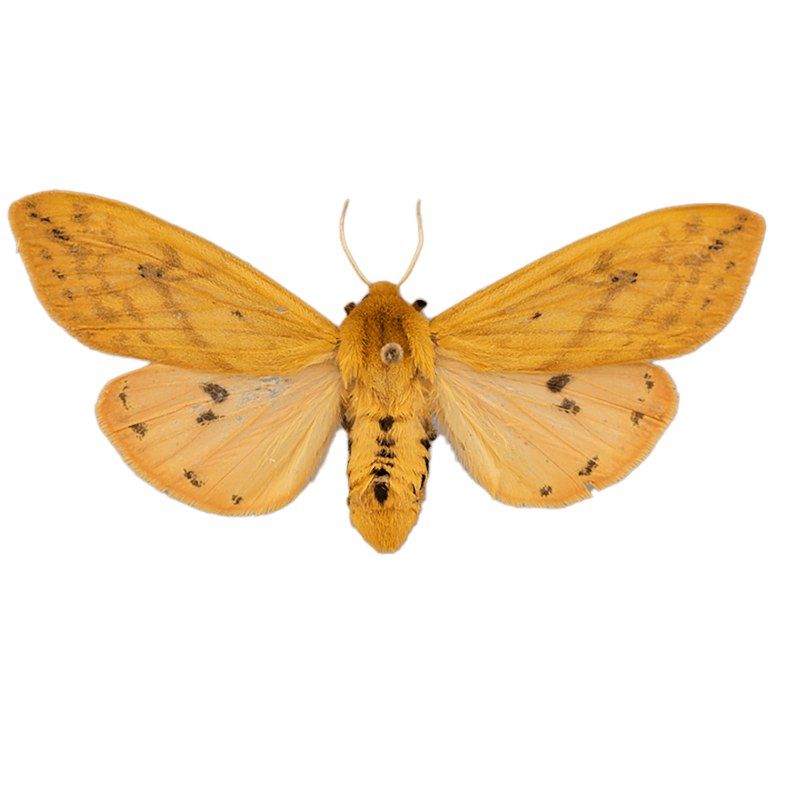 Isabella Tiger Moth Diet