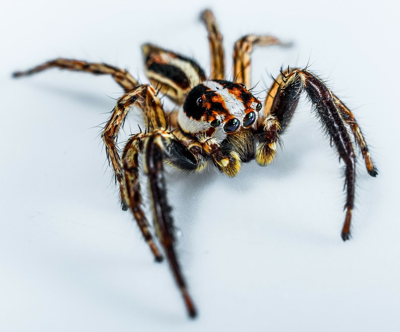 Jumping Spider Alabama