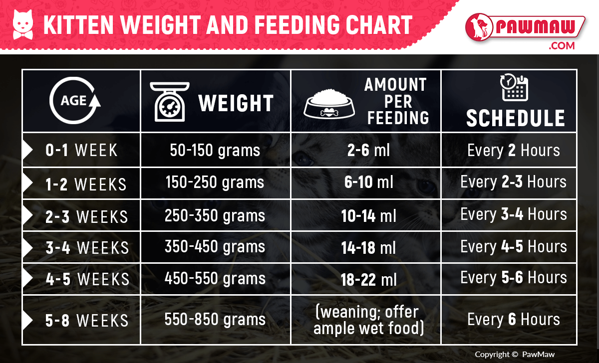 Kitten Breath Rate Guide: Healthy Ranges