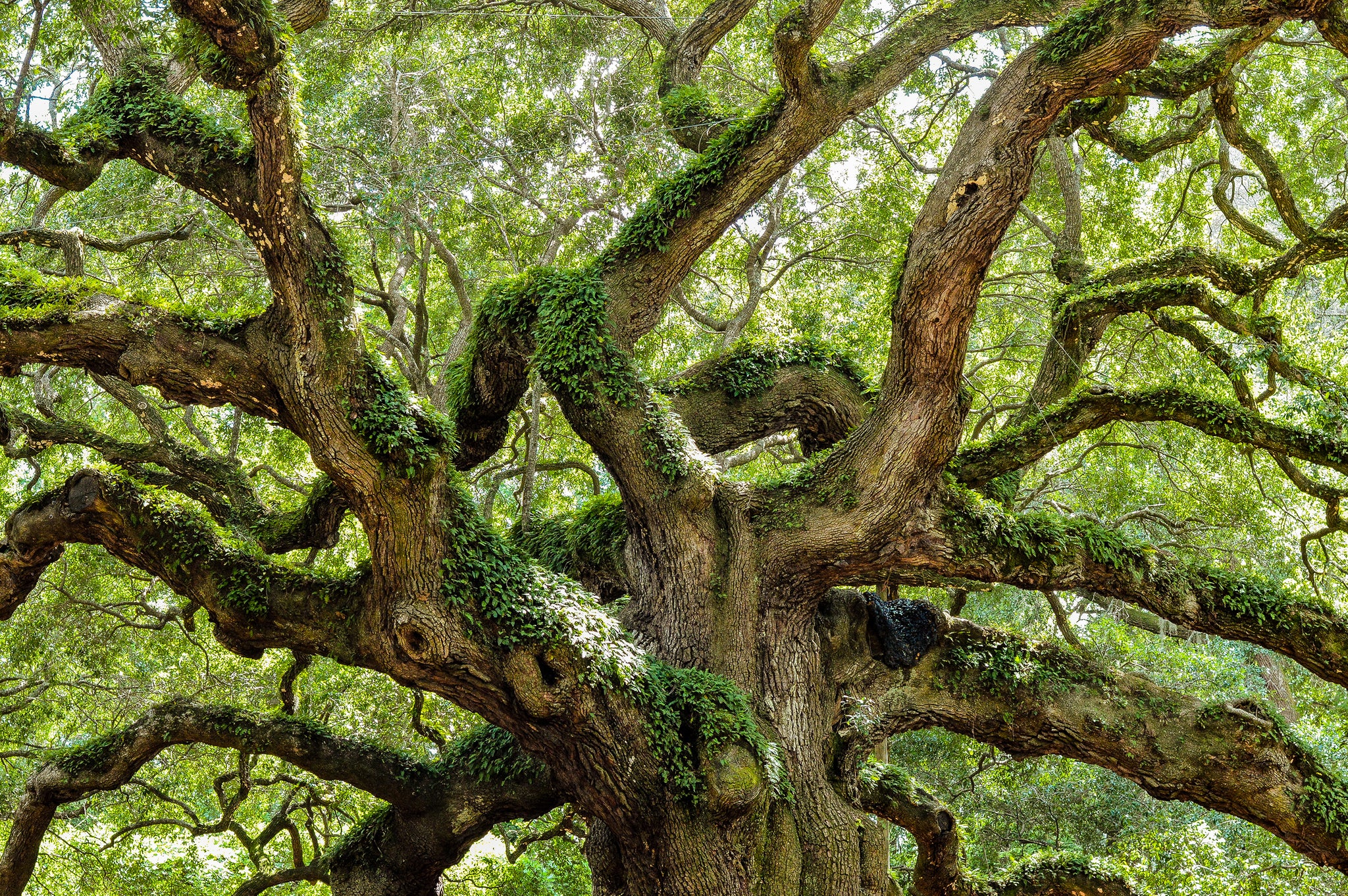 Live Oak Tree Seedlings Live Oak Tree Seedlings