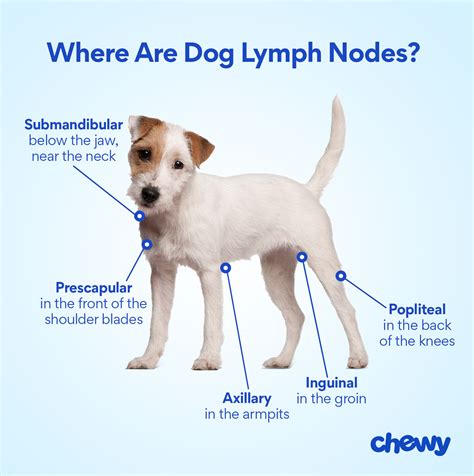Lymph Node Dog