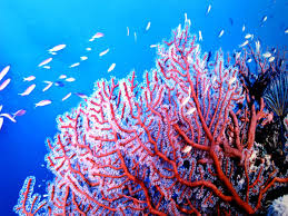 Marine Biome Plant Species