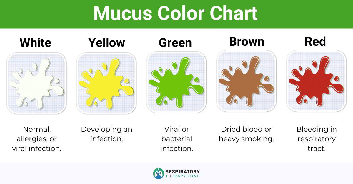 Mucus Vs Phlegm Vs Sputum What S The Difference 2025 Mucus Vs Phlegm Vs Sputum What S The Difference 2025
