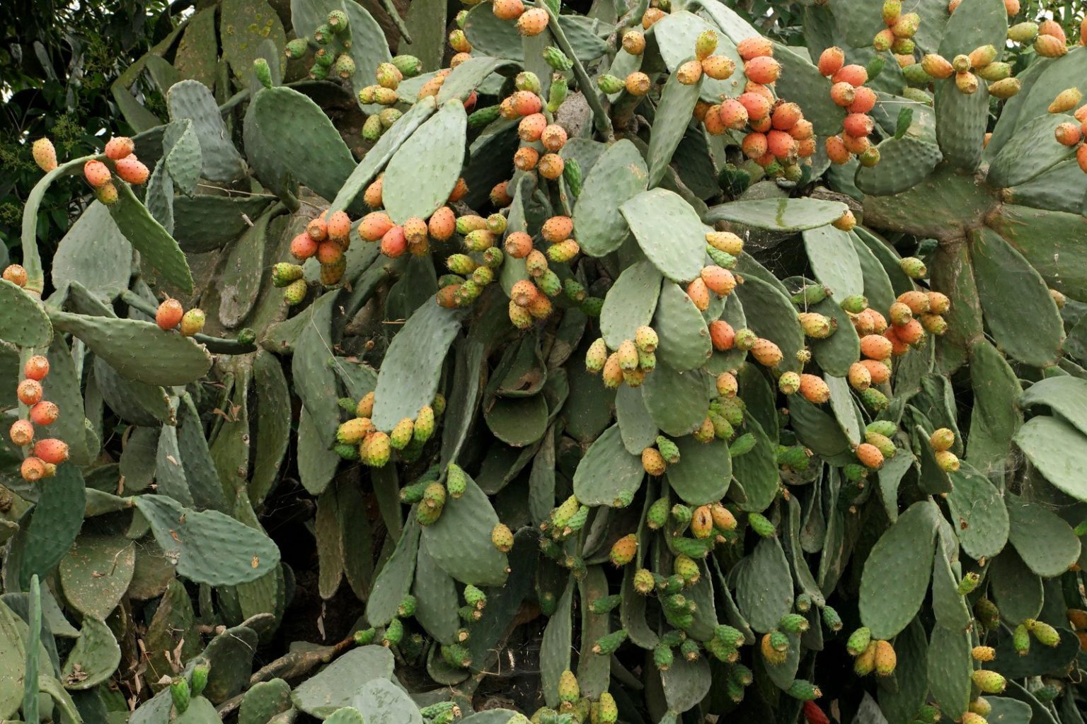 Opuntia Ficus Indica Plant: Boosts Air Quality Naturally