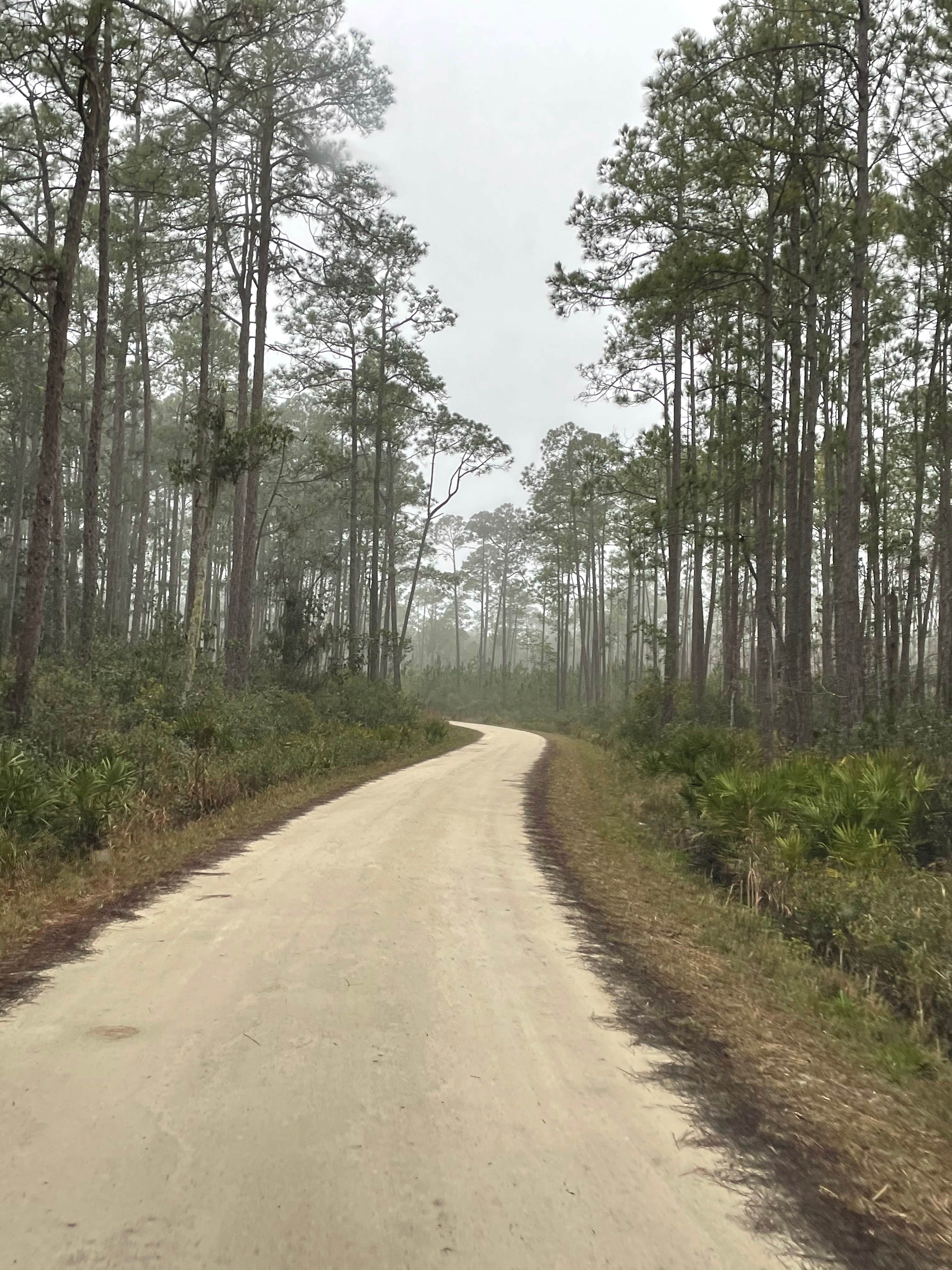 Osceola National Forest Hog Pen Landing Campground Camping The Dyrt Osceola National Forest Hog Pen Landing Campground Camping The Dyrt