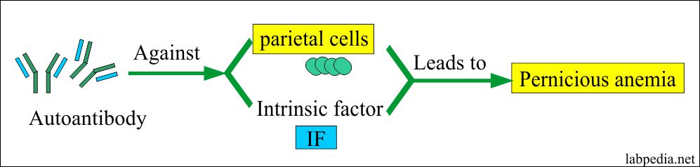 Parietal Cell Antibody Positive Symptoms