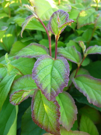 Parrotia Persica: Drought Tolerant Option