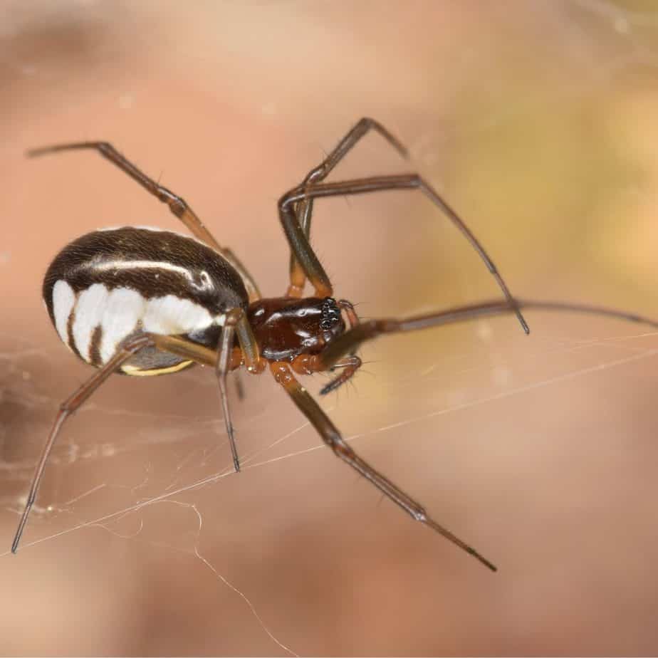 Pennsylvania Large Spiders