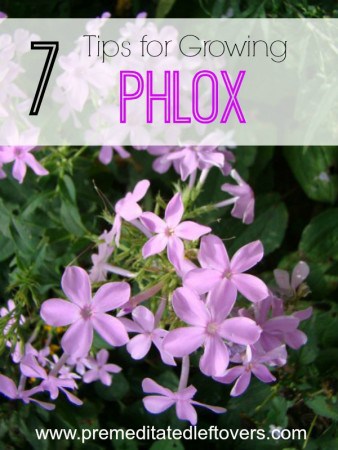 Phlox Seed Growing Tips: Successful Blooms