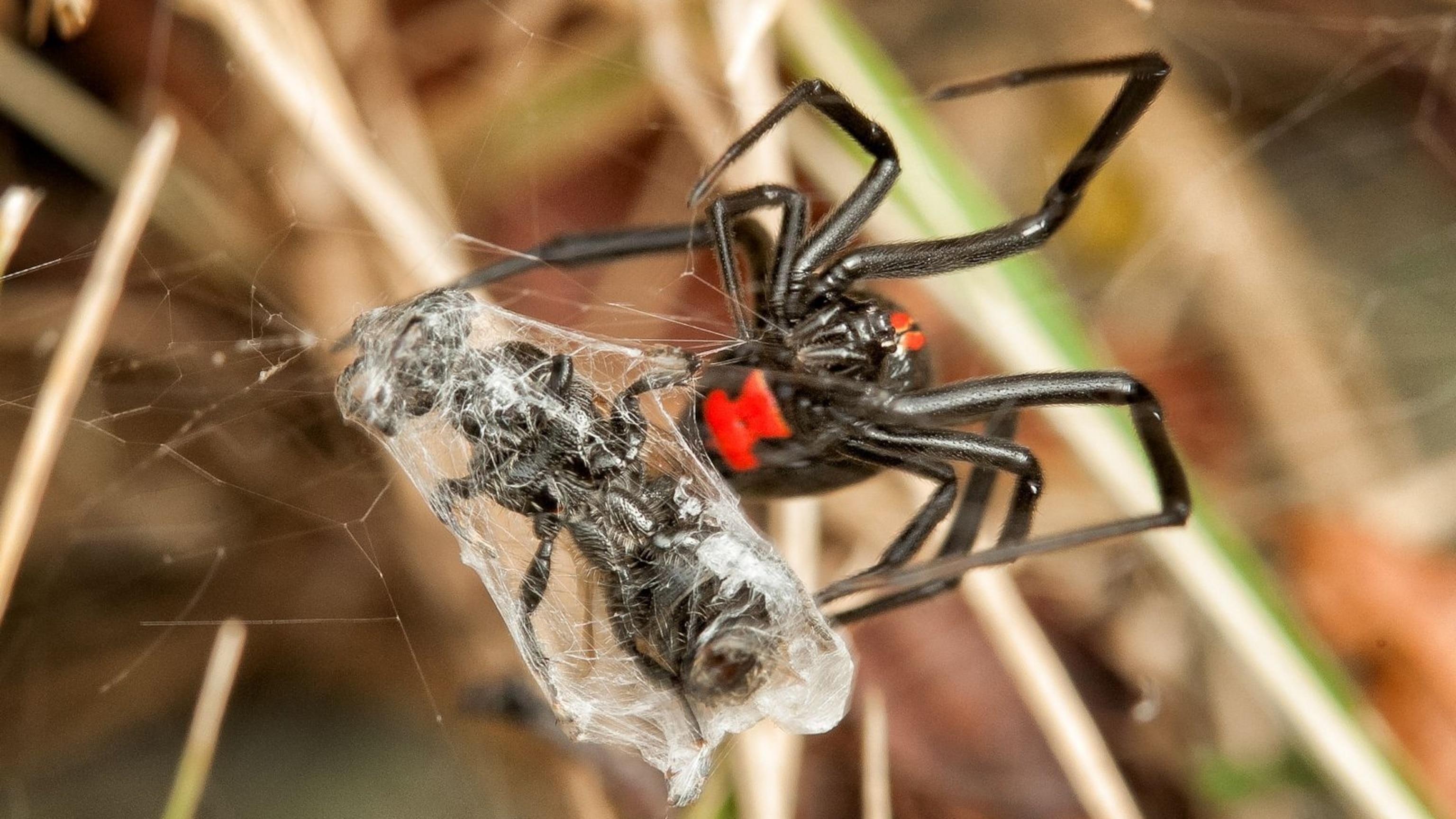 Poison Spiders In Pa