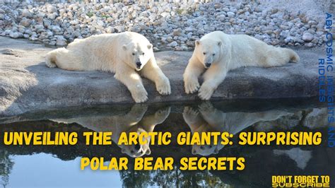 Polar Bear Secrets Youtube Polar Bear Secrets Youtube