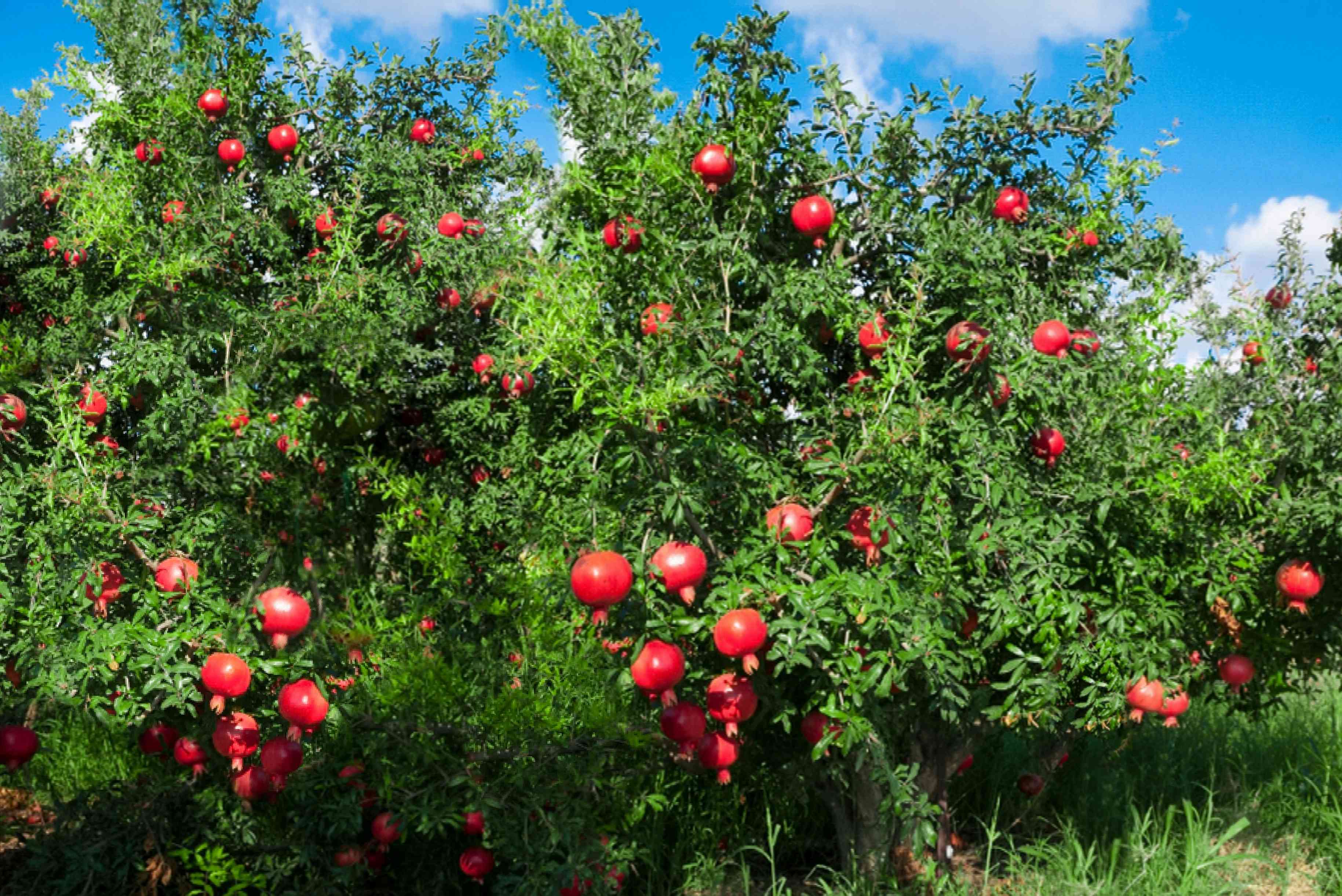 Pomegranate Growing Tips: Where To Plant Successfully