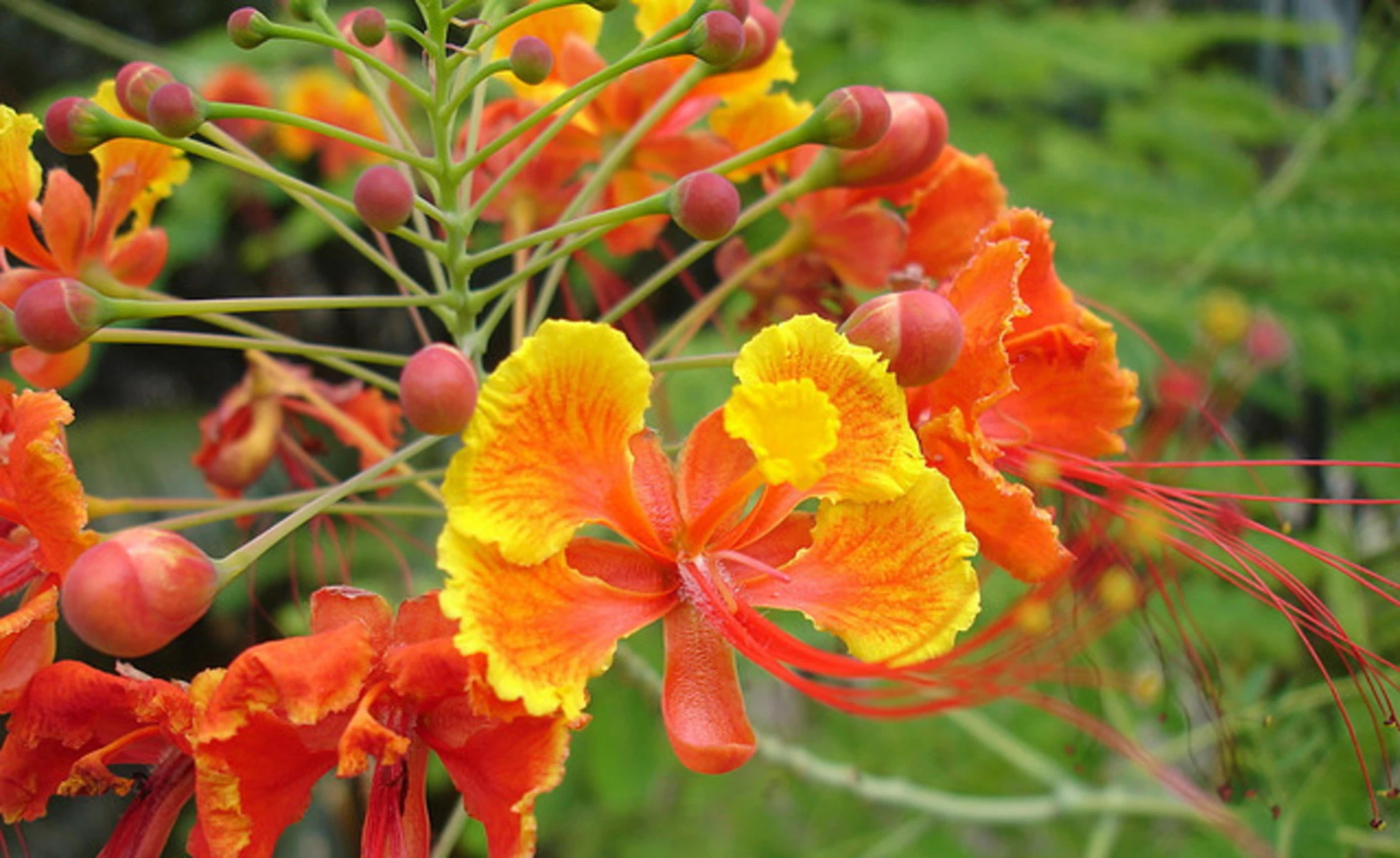 Pride Of Barbados Plant Care