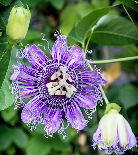 Purple Passion Flower 20 Speed