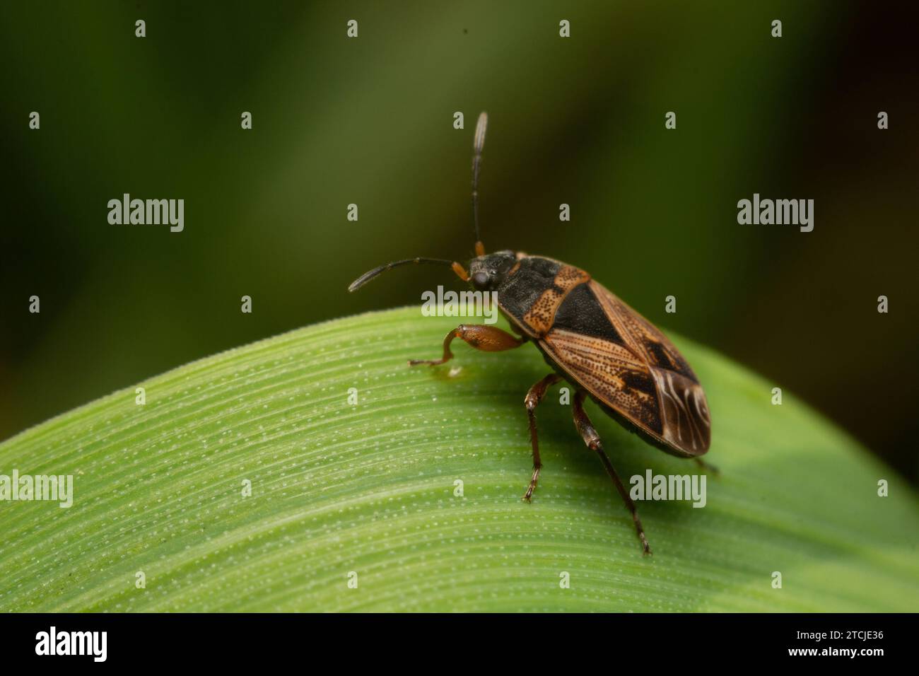 Royalty Free Arocatus Melanocephalus Images