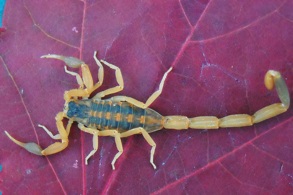 Scorpions Facts About Scorpion Bites Scorpion Control Scorpions Facts About Scorpion Bites Scorpion Control