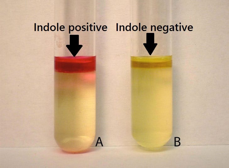Sim Indole Test Sim Indole Test