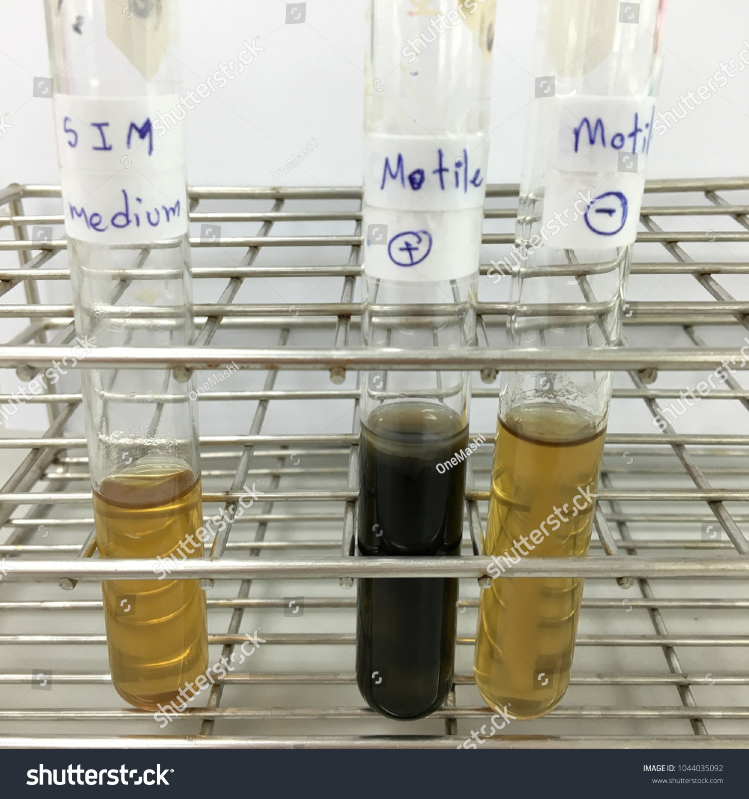 Sim Test Motility Sim Test Motility