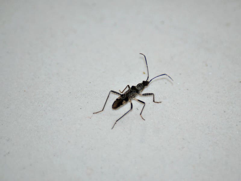 Six Legged Brown Bug