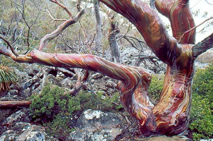 Snow Gum Tree
