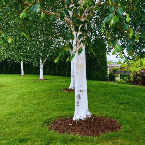 Snow Queen Birch Tree Gift Order A Betula Snow Queen Snow Queen Birch Tree Gift Order A Betula Snow Queen
