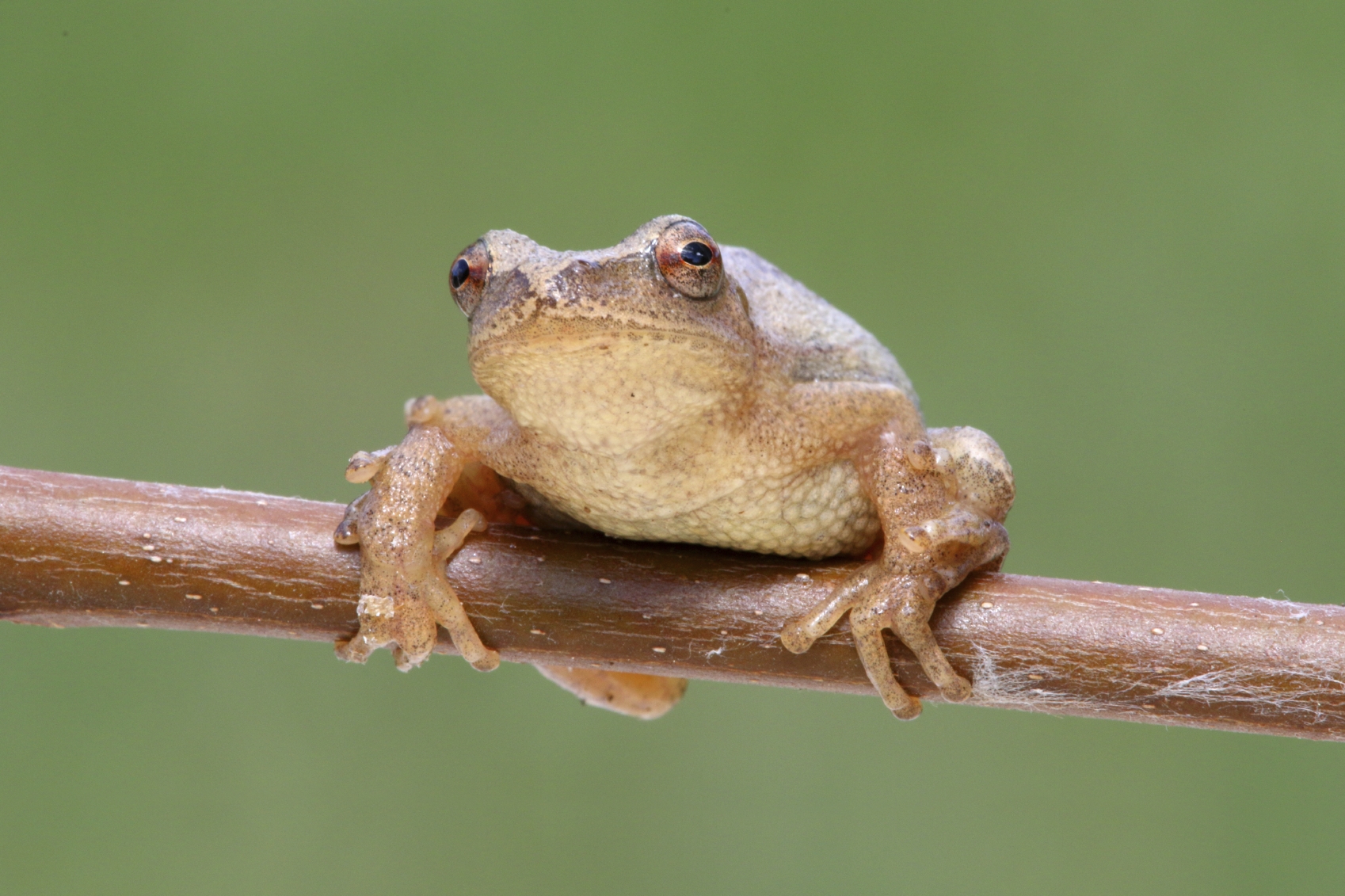 Spring Peeper Locations: Find Them In Georgia