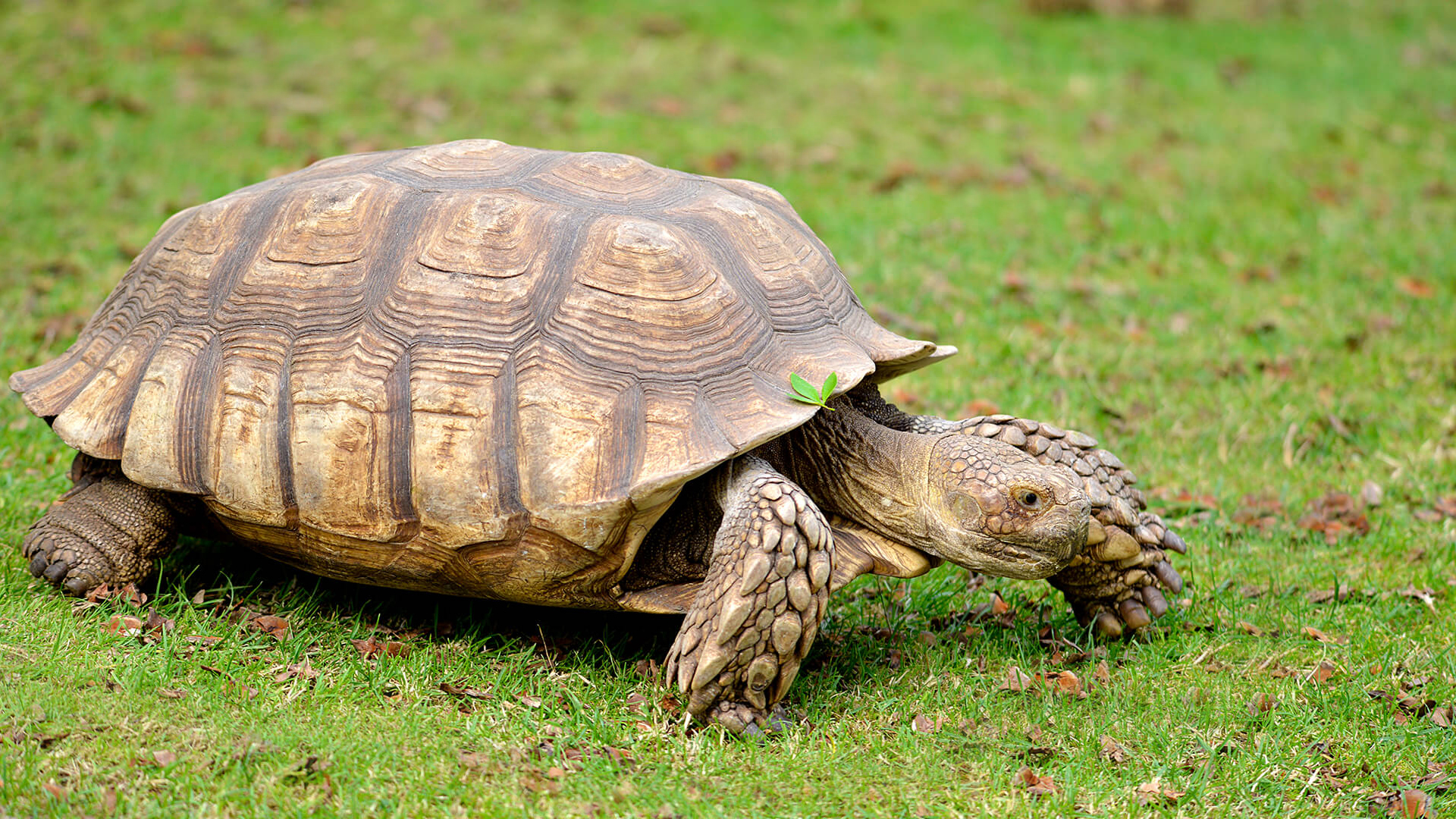 Spur Tortoise