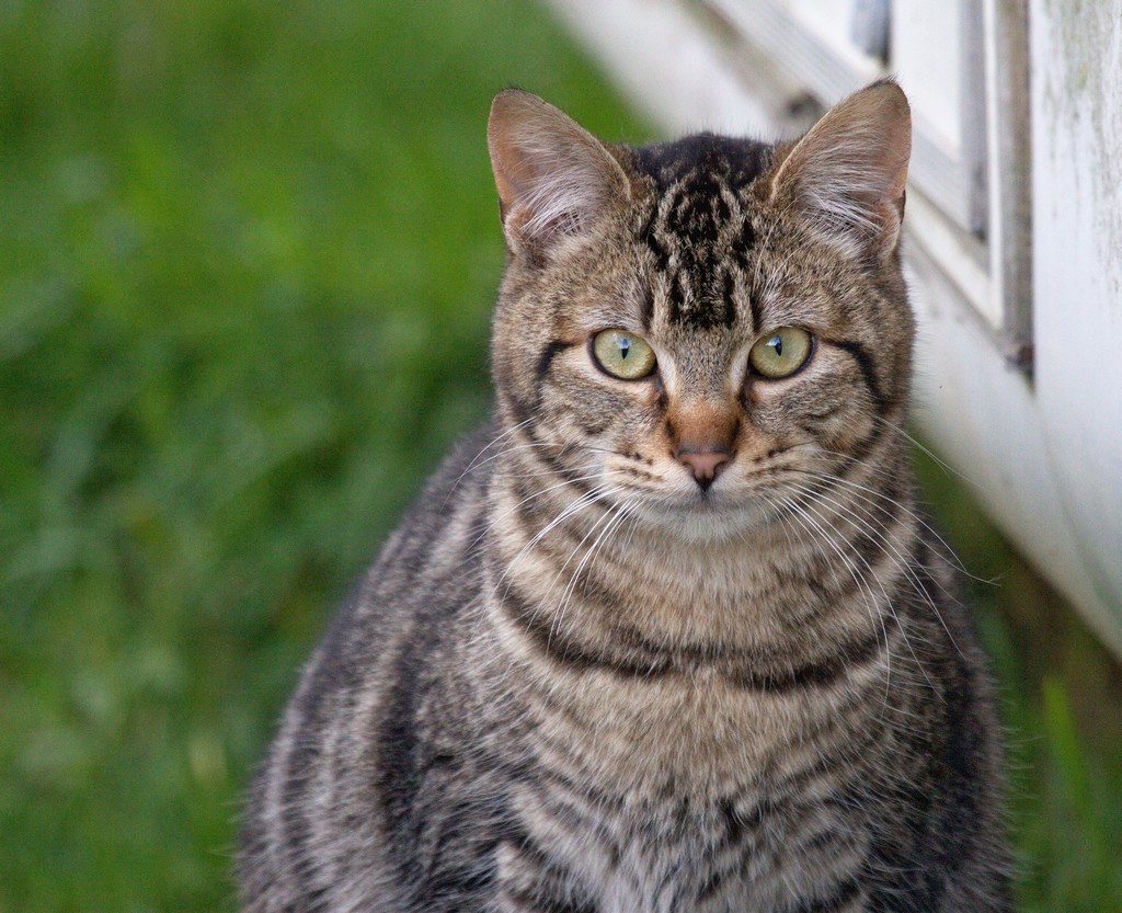 Tabby Cat Guide: Breed Secrets Revealed