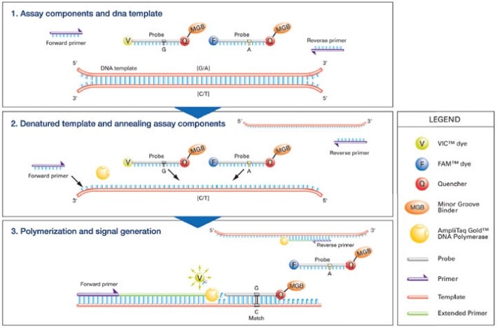 Taqman Rt Pcr Protocol: Amplify Results