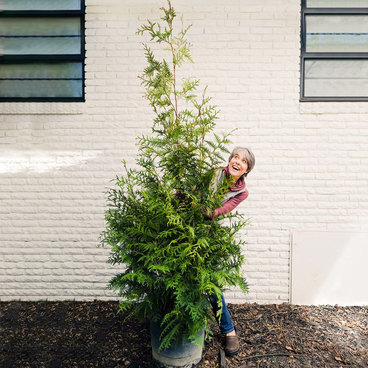 Thuja Green Giant Arborvitae: Space For Maximum Growth