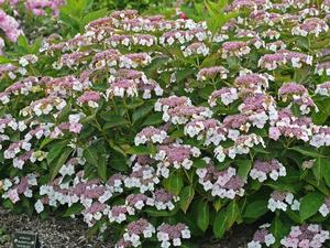 Tokyo Delight Hydrangea Plant