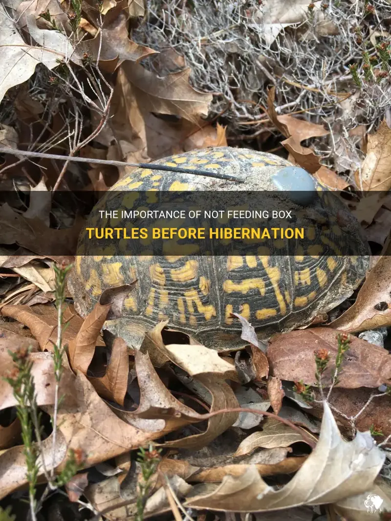 Turtles Hibernation: Survival Tips Inside