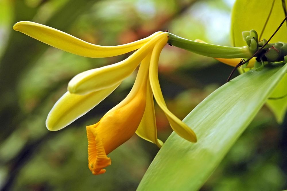 Vanilla Is An Orchid