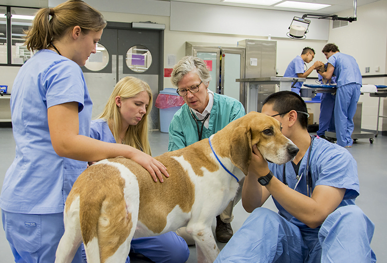Veterinary Schools In Us