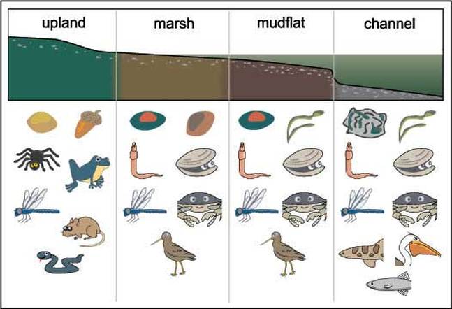 What Animals Live In The Estuary
