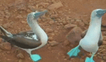 What Are Bouncing Boobie Gifs? Funny Gif Solutions
