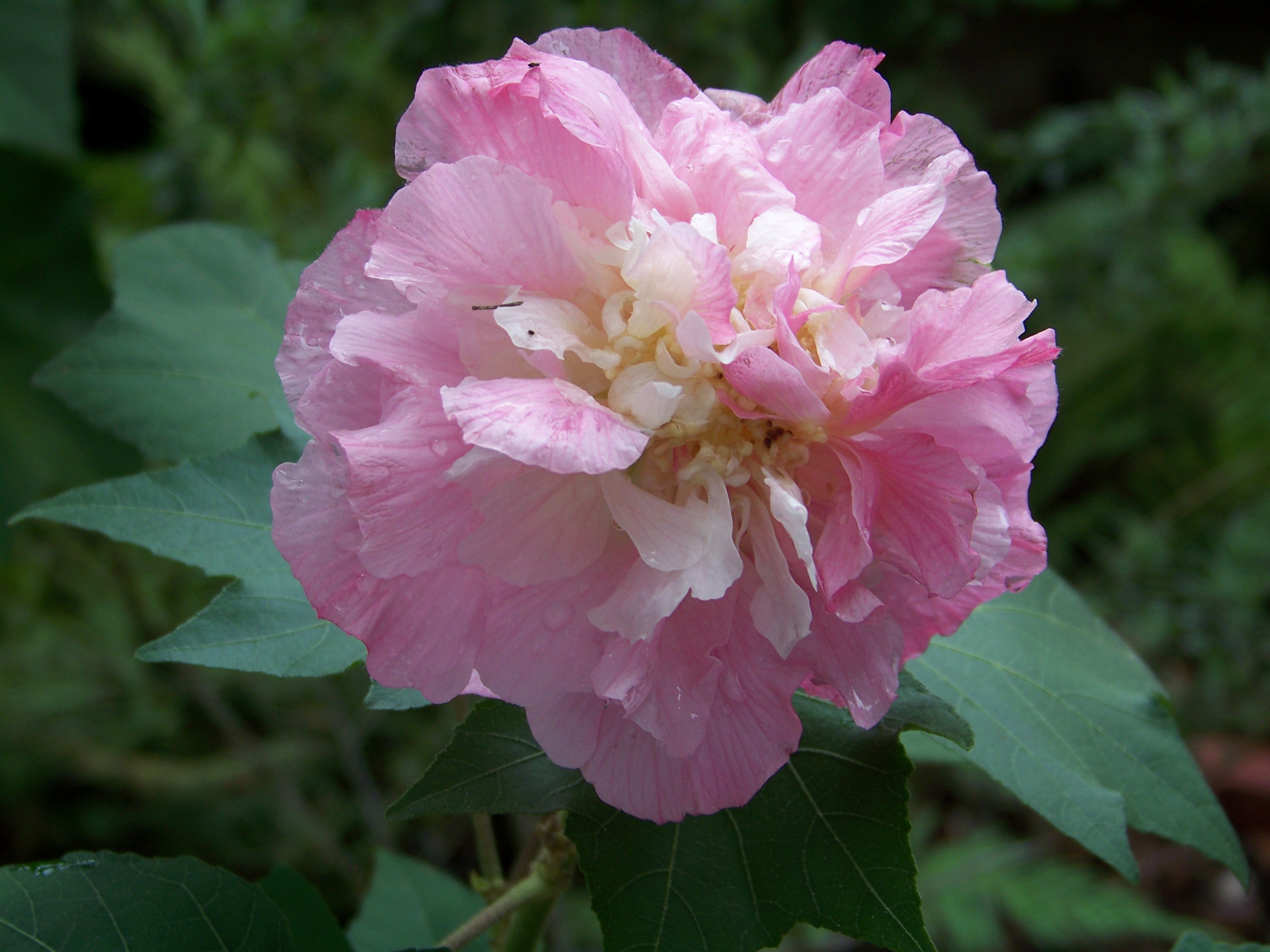 What Are Confederate Roses? Identify Authentic Plants