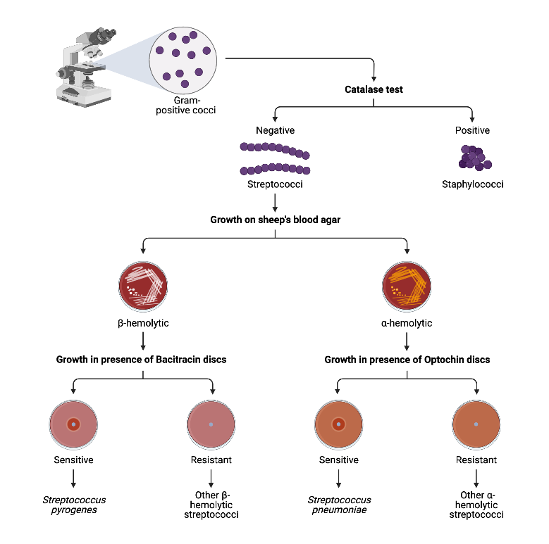 What Are Gram Positive Cocci? Identification Tips