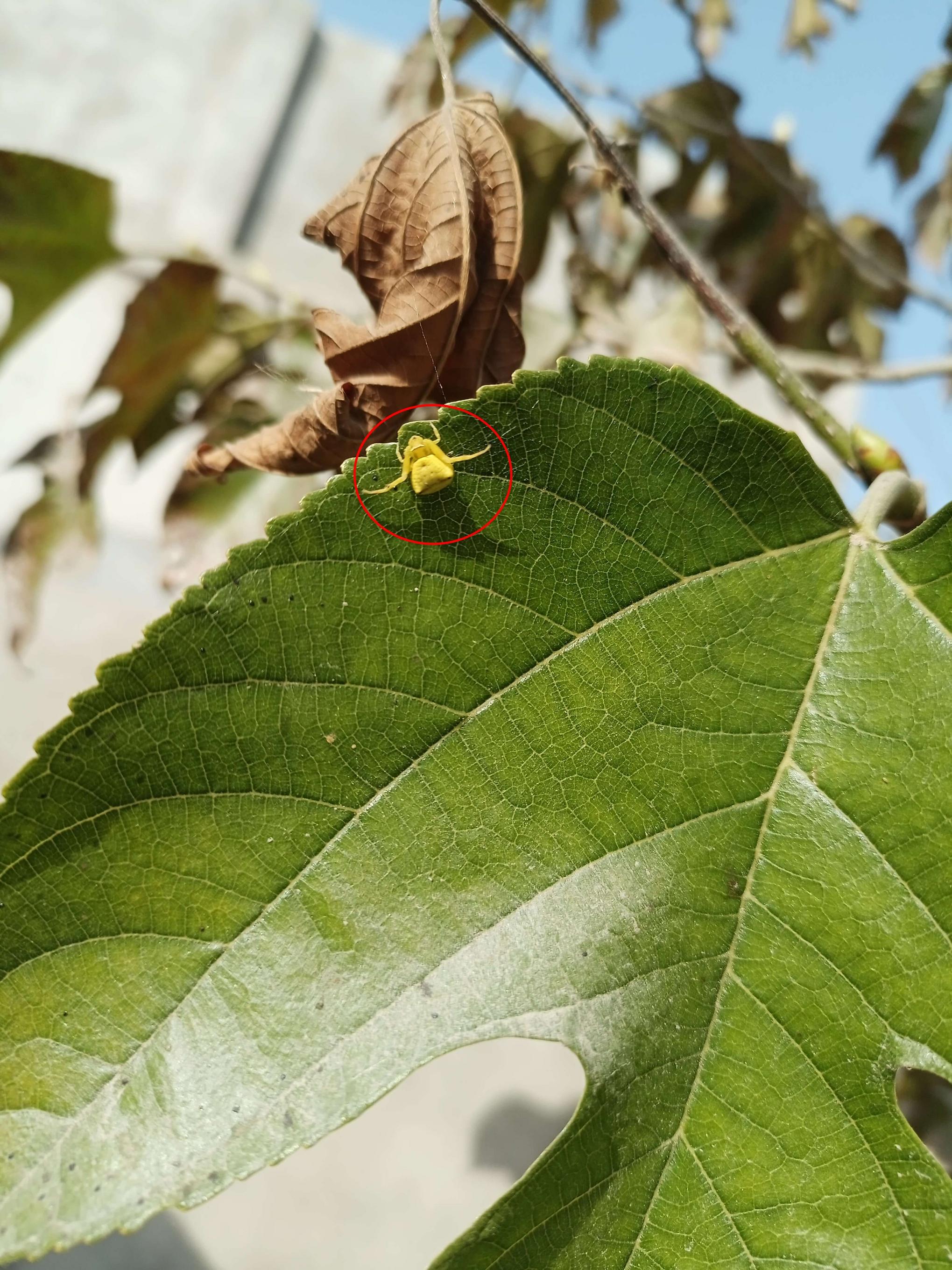 What Are Mulberry Bugs? Effective Removal Tips