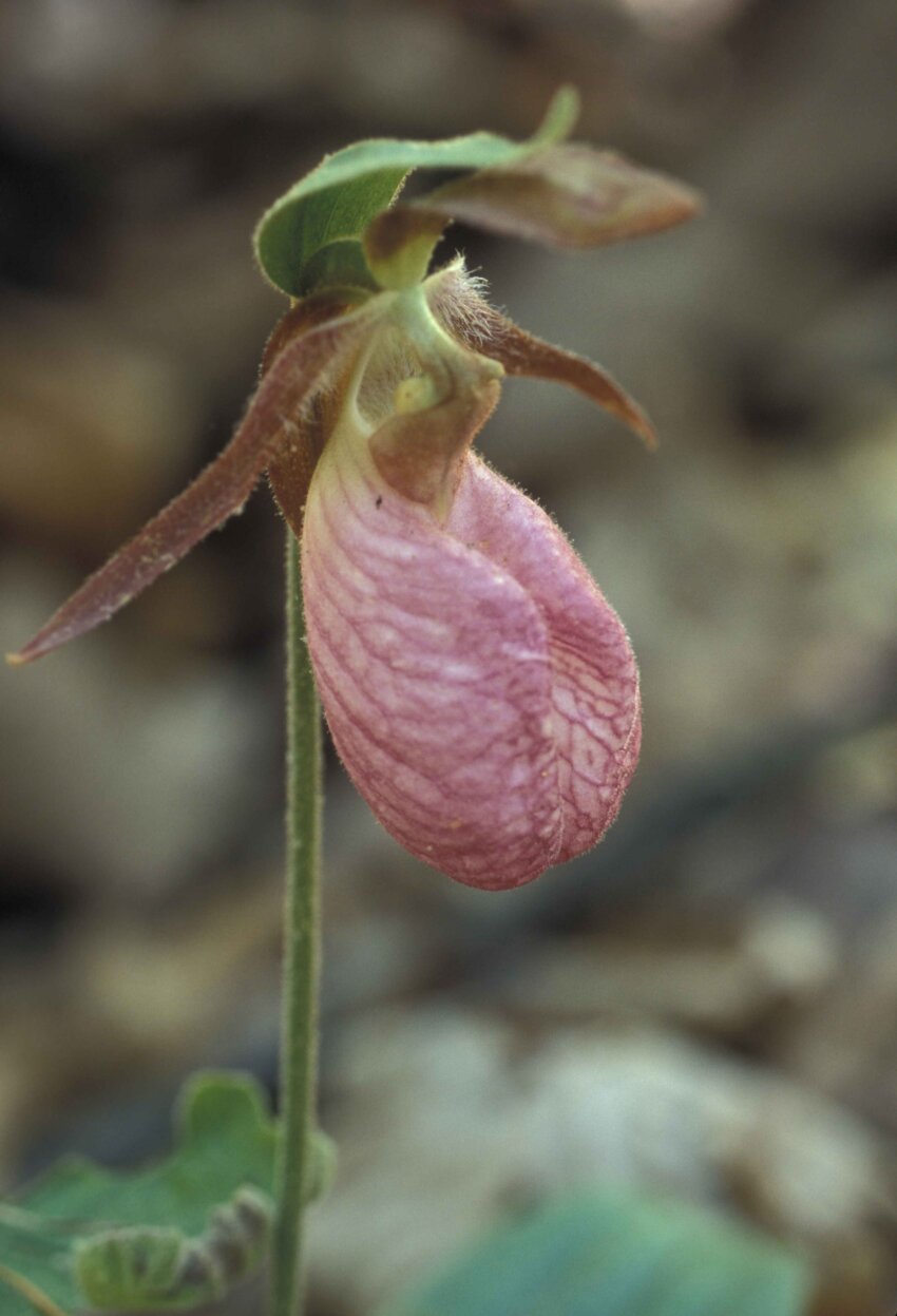 What Are Plant Lady Slippers? Growing Guide