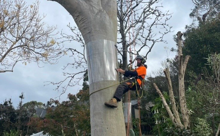 What Are Possum Benefits? Pest Control Solutions What Are Possum Benefits? Pest Control Solutions